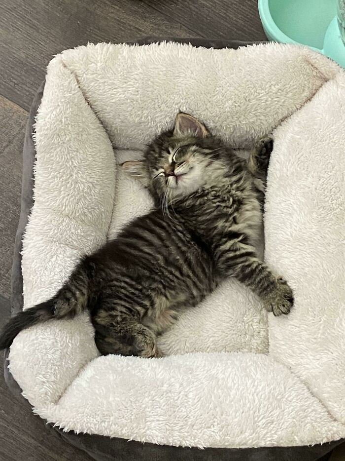 Котики подают пример того, как нужно отдыхать