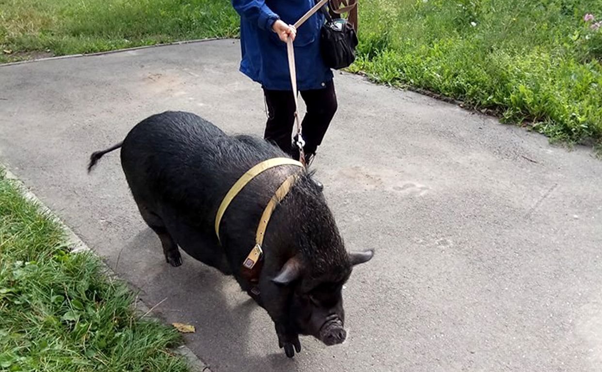 В квартире киевлян живет свинья, которая охраняет хозяев лучше чем собака. ФОТО