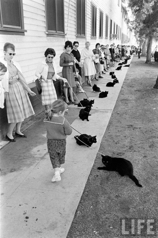 Кастинг черных котов в Голливуде, 1961г. Фото
