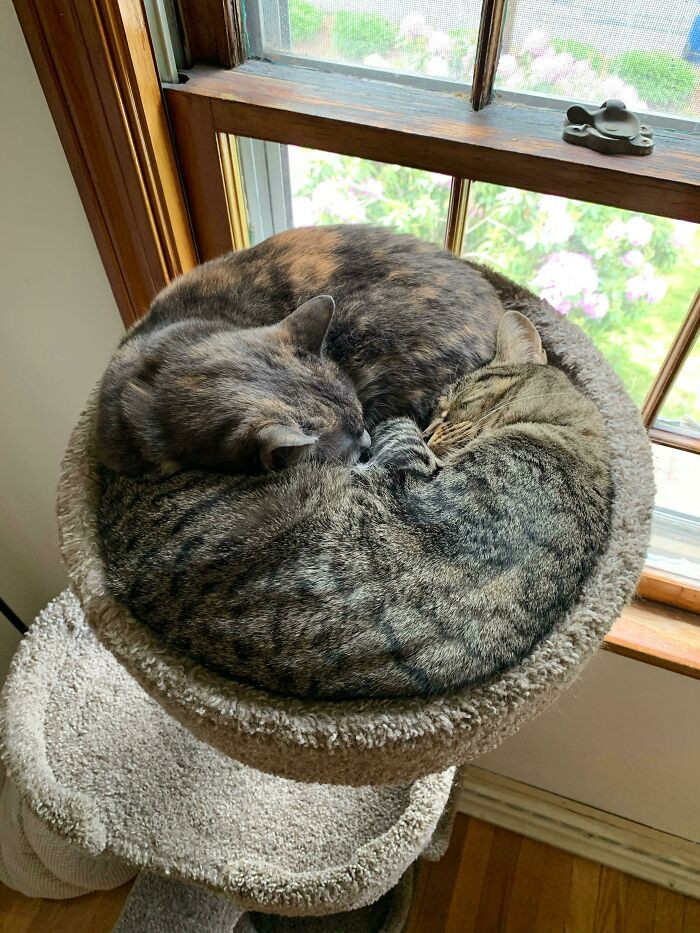 Котики показывают как выглядит идеальный отдых