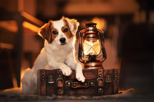 Креативные и очаровательные фотографии собак, сделанные фотографом Рией Пуцкер дома во время локдауна
