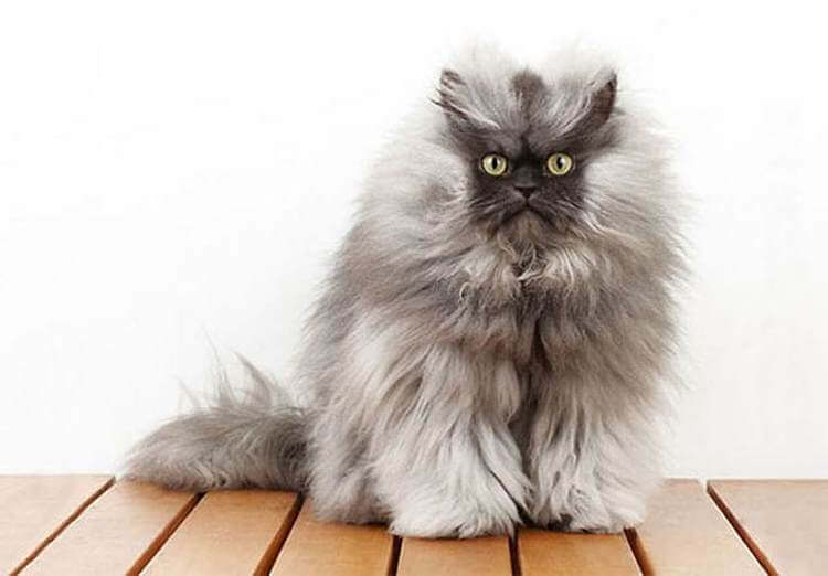 Фото нереально пушистых котов. ФОТО