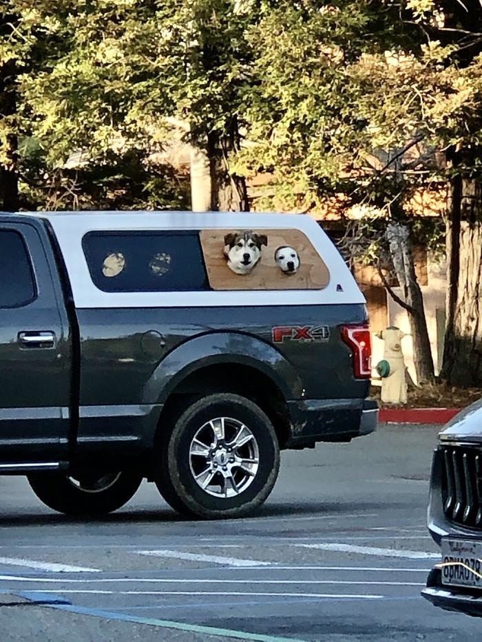 Странные и забавные способы транспортировки собак