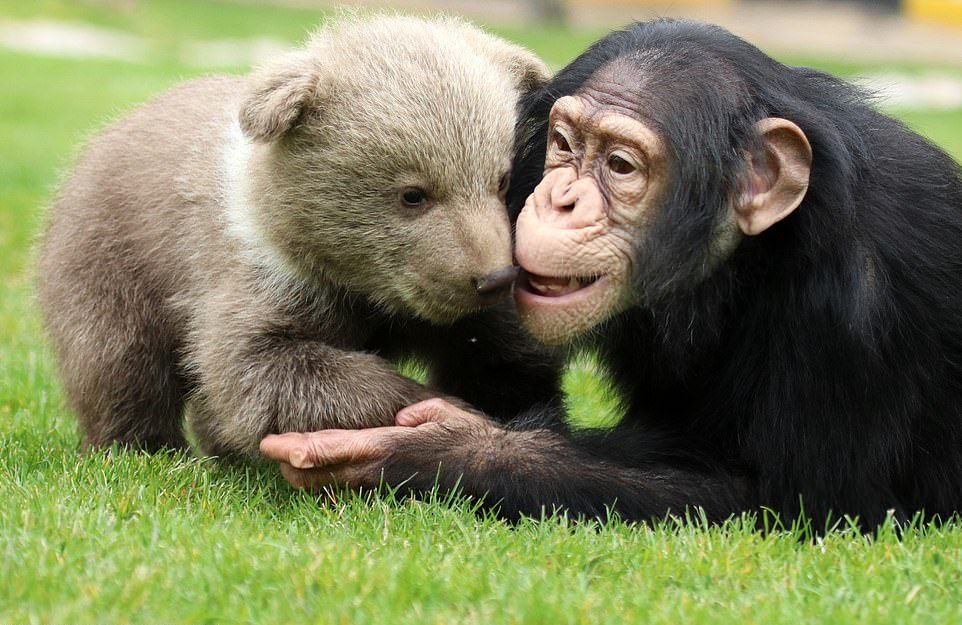 Дружба медвежонка и шимпанзе в турецком зоопарке