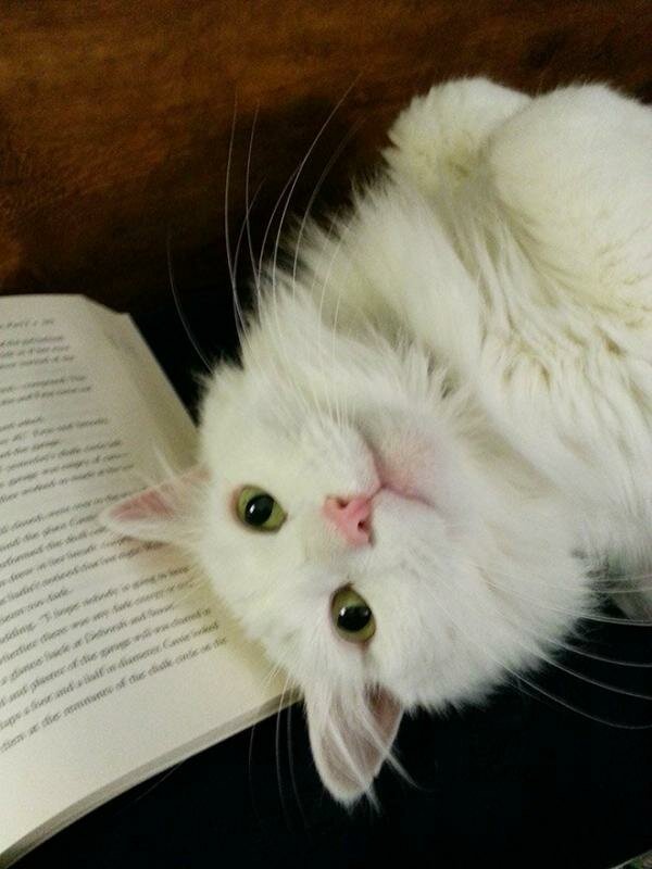 Котики, которые мешают читать своим хозяевам. ФОТО