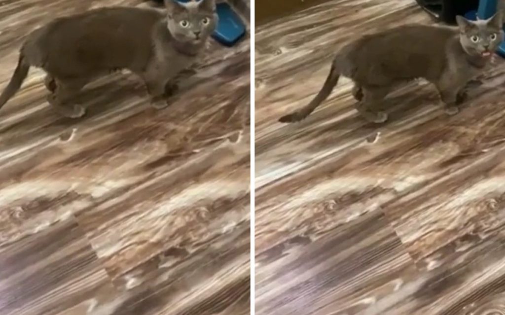 Хозяйка научила кошку мяукать шепотом
