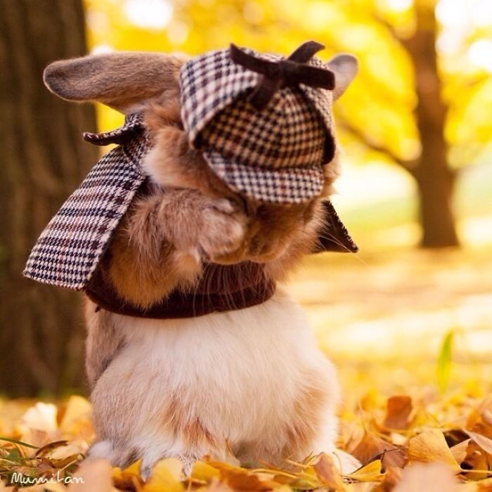Стильный кролик Пэй-Пэй покоряет Instagram