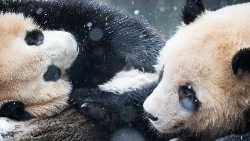 Панды радуются первому снегу