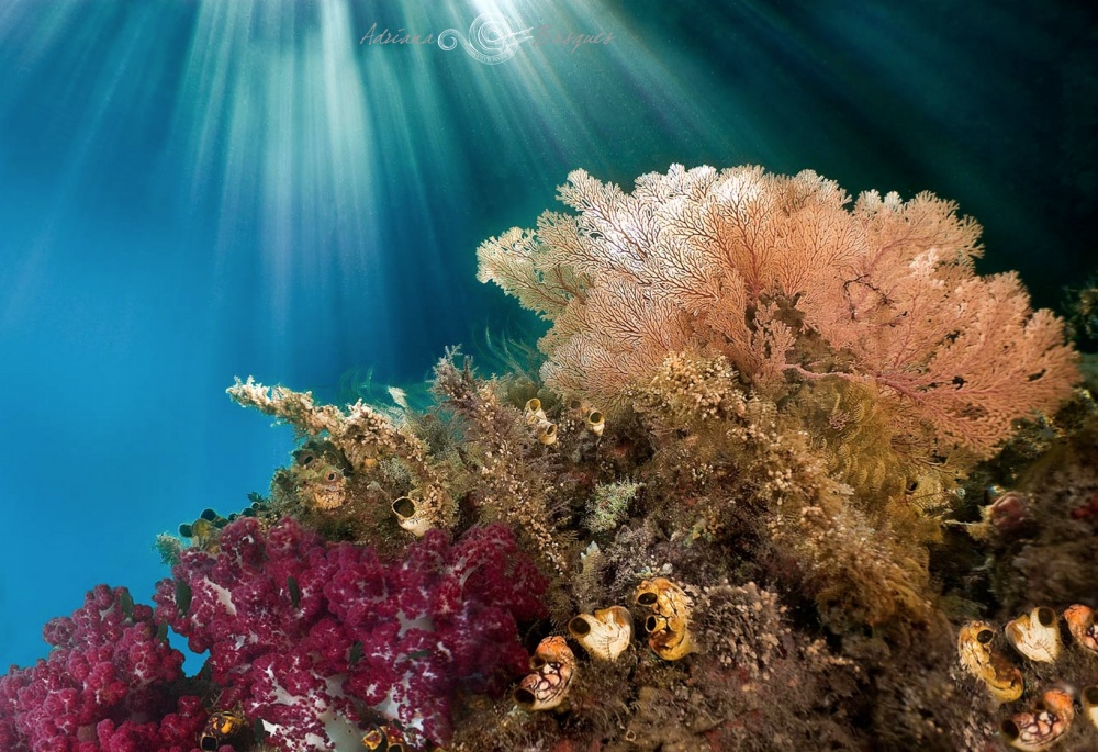 Побег из офиса в яркий мир коралловых рифов. ФОТО