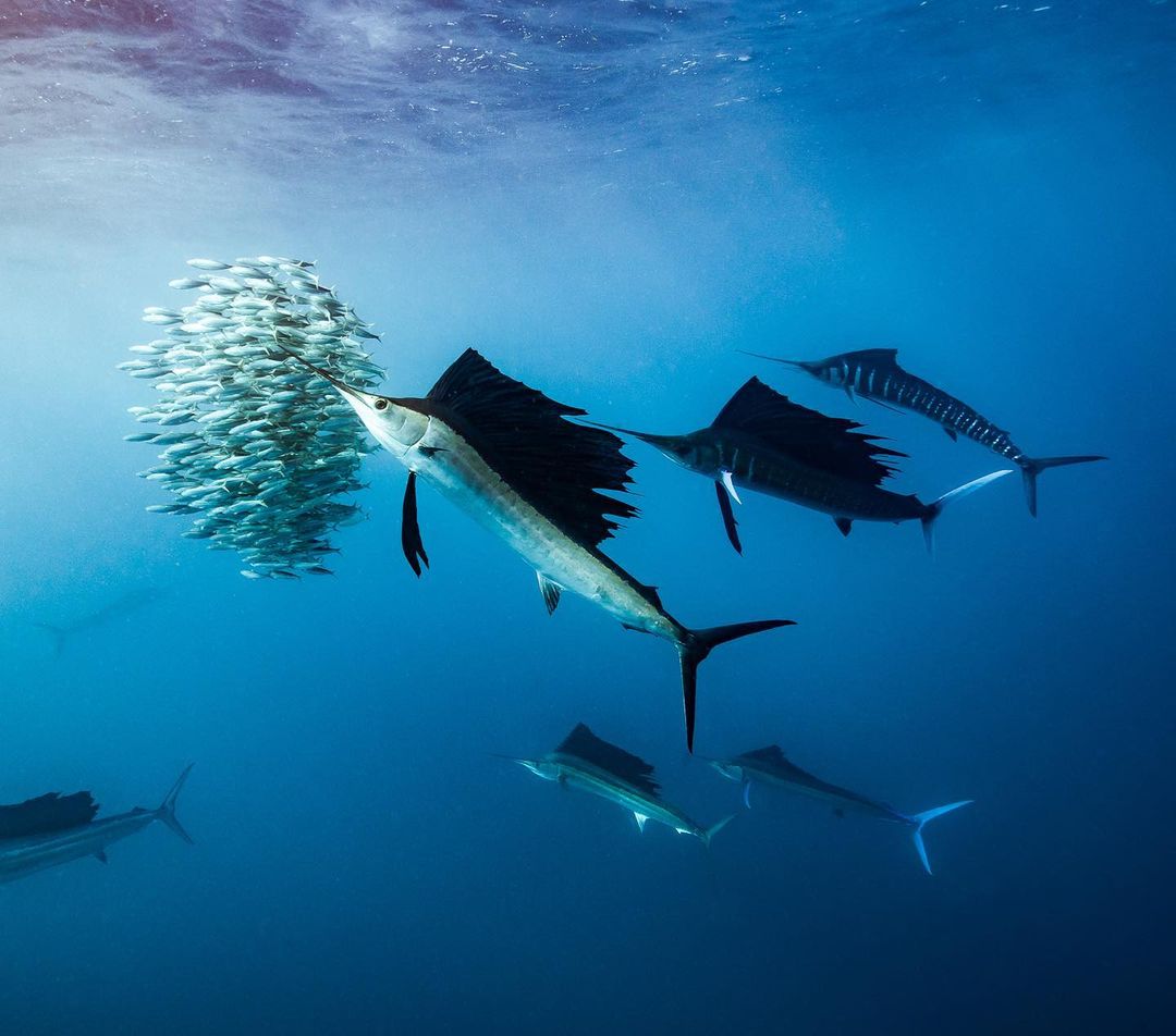 Впечатляющие подводные снимки от Скотта Уилсона