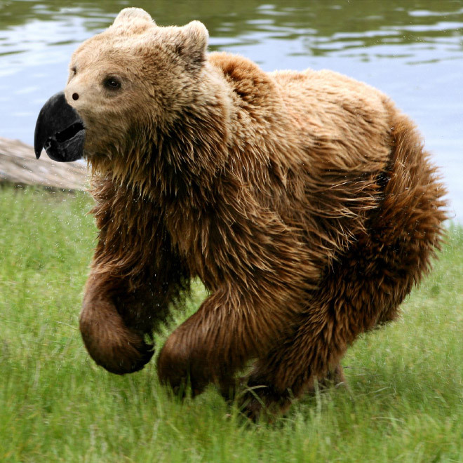 Как выглядели бы медведи, если бы у них были клювы?