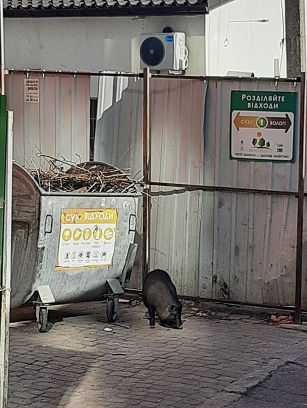 В Виннице свинья стала звездой соцсетей. ФОТО