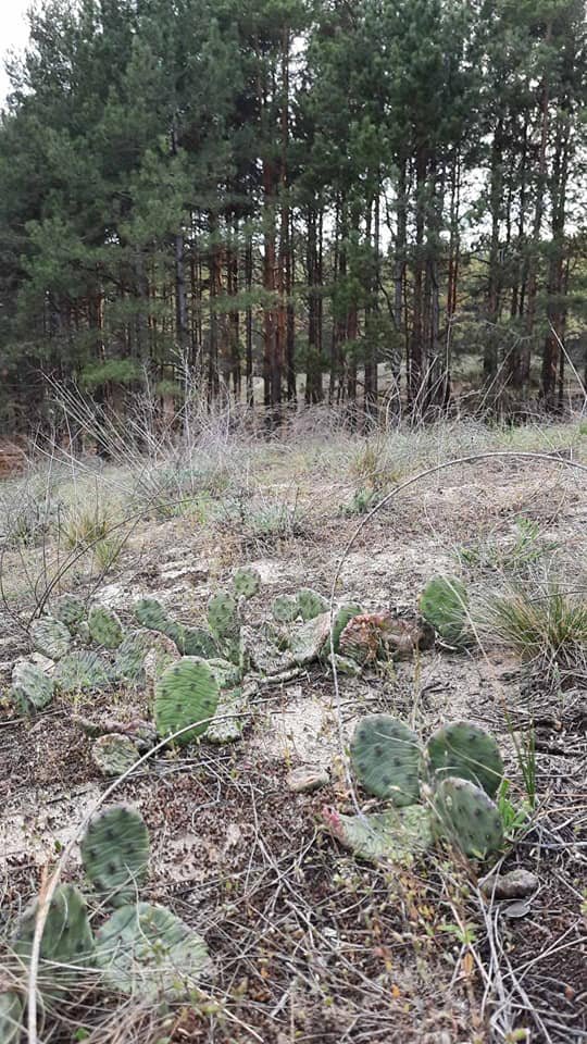 В лесу на Херсонщине прижились кактусы. ФОТО