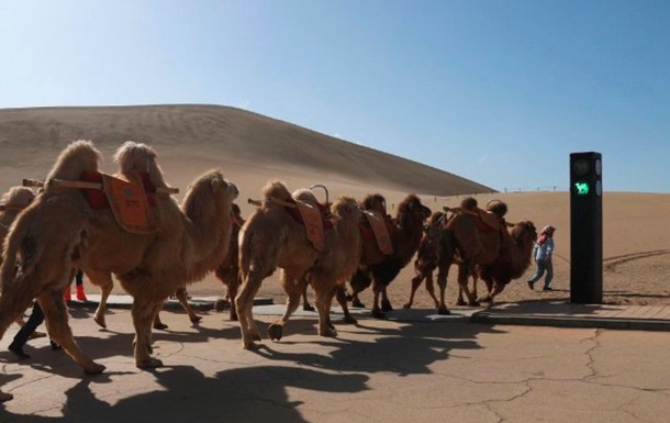 В Китае появился светофор для верблюдов. ФОТО