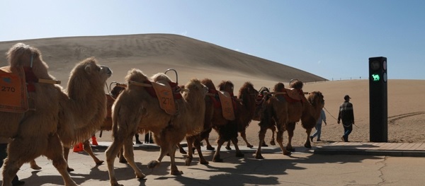 В Китае появился светофор для верблюдов. ФОТО