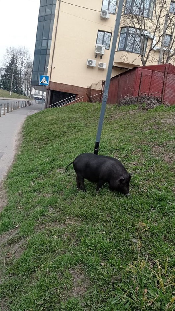 Гуляющая по улицам Винницы вьетнамская свинья Юрчик стала звездой соцсетей. ФОТО