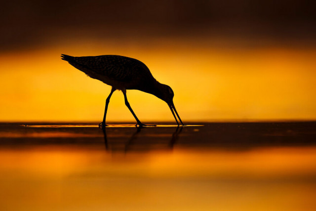 Фотографии финалистов конкурса Bird Photographer Of The Year. ФОТО