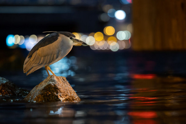 Фотографии финалистов конкурса Bird Photographer Of The Year. ФОТО