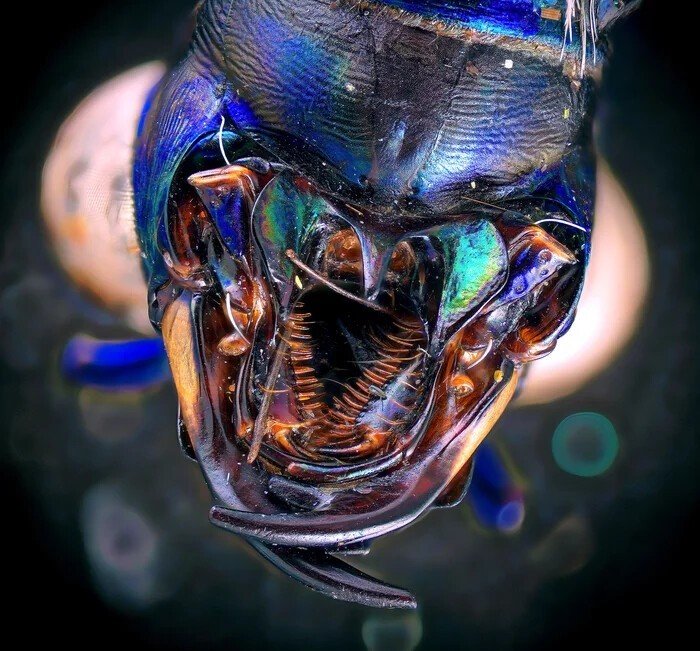 Невероятные снимки живых существ под микроскопом. ФОТО