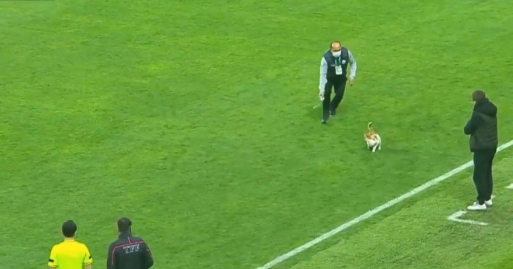 В Турции кот стал героем футбольного матча