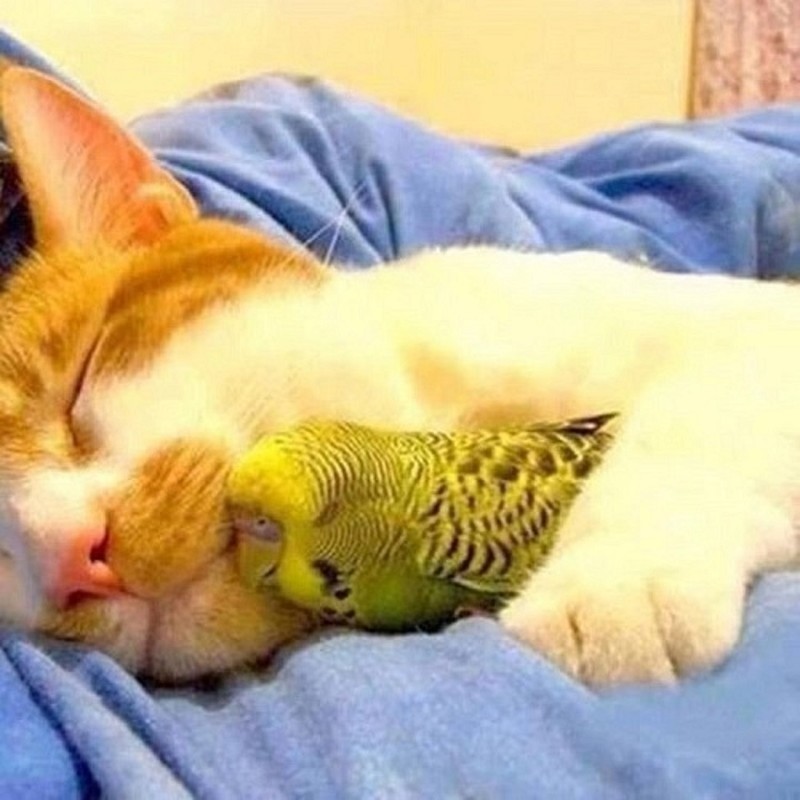 Разные животные так мило спят вместе