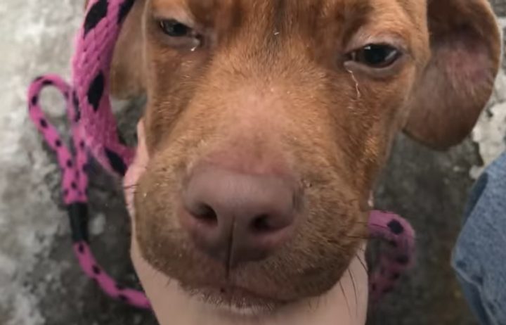 Кричал от холода: трогательная история спасения щенка