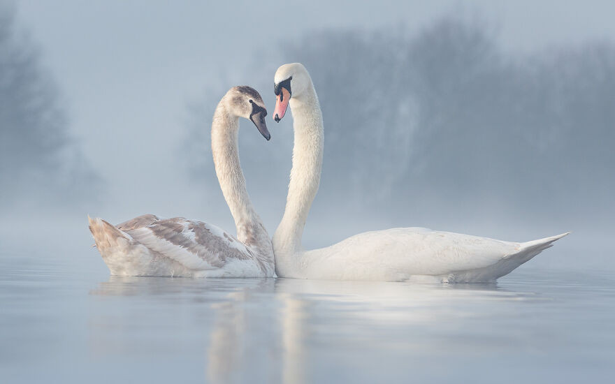 Финалисты фотоконкурса Bird Photographer Of The Year 2021