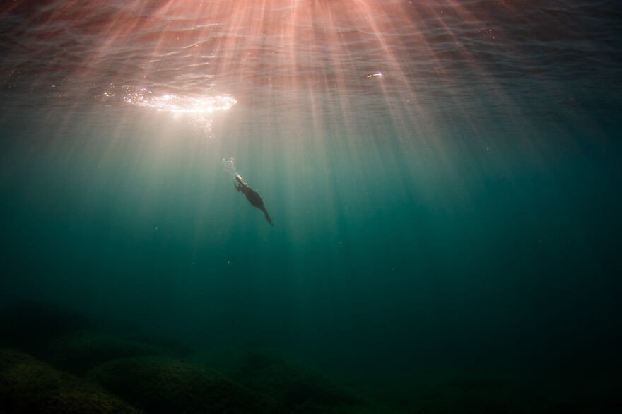 Финалисты фотоконкурса Bird Photographer Of The Year 2021