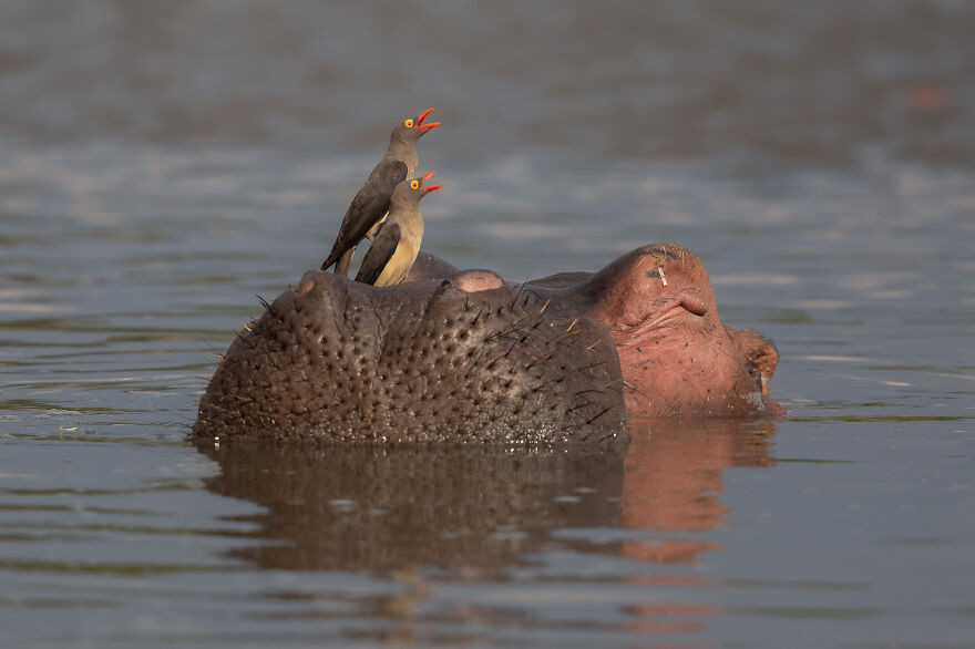 Финалисты фотоконкурса Bird Photographer Of The Year 2021