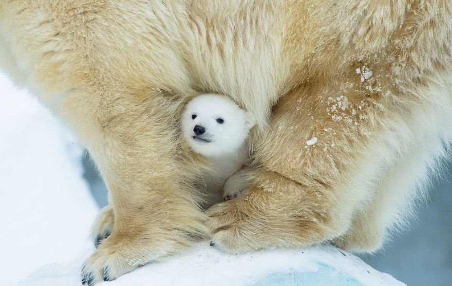 Очаровательные полярные медвежата растопят ваше сердце. ФОТО