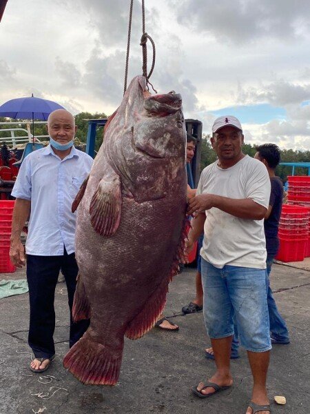 В Малайзии мужчина поймал рыбу весом в 161 кг. ФОТО