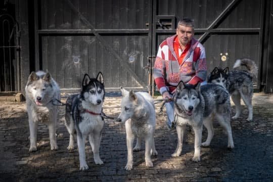 Британец просверлил дырки для собак в заборе и создал городскую достопримечательность