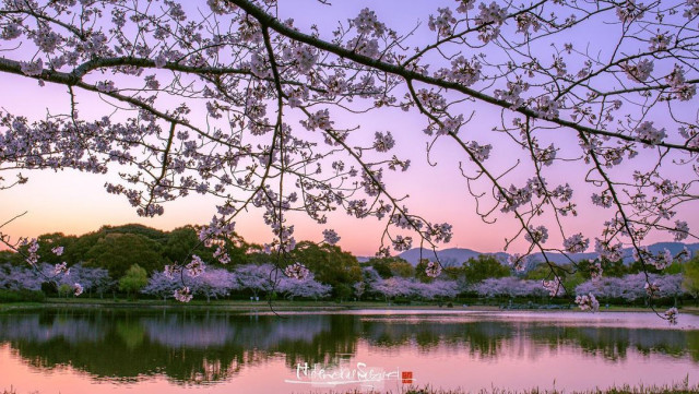 Фото цветущей сакуры в хорошем качестве