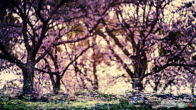Красивые фотографии цветущей сакуры в Японии. ФОТО