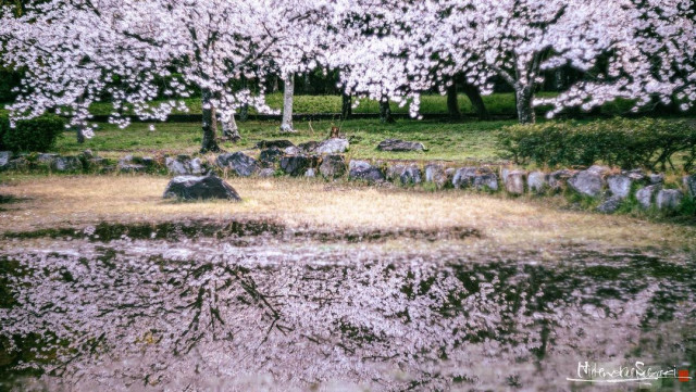 Красивые фотографии цветущей сакуры в Японии. ФОТО