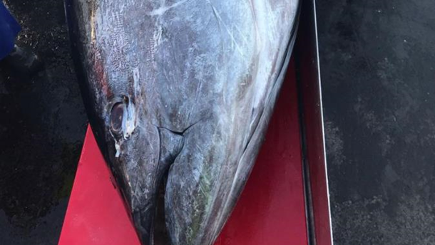 Австралийские рыбаки поймали тунца весом около 300 кг. ФОТО