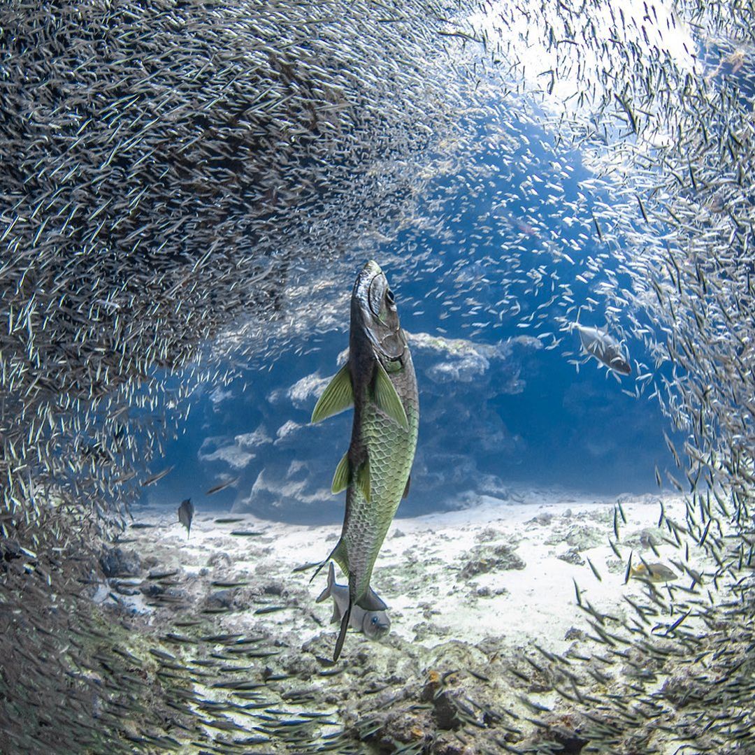 Захватывающие подводные снимки от Джейсона Вашингтона