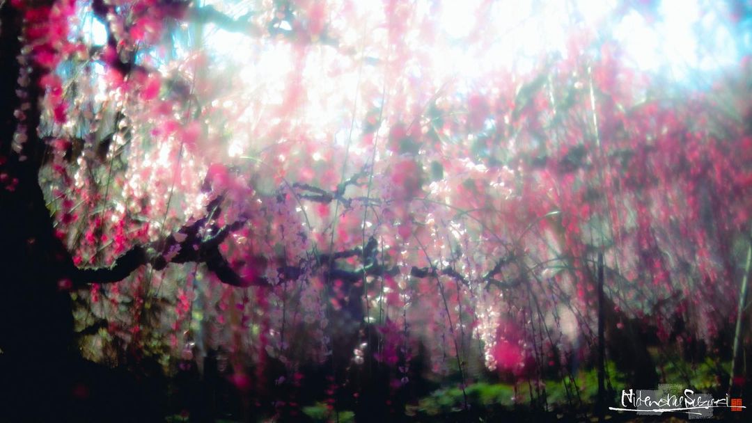 Красивые снимки с цветущей сакурой в Японии от Хидэнобу Судзуки