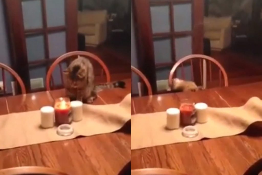 Кот цапнул свечу и упал от страха со стола