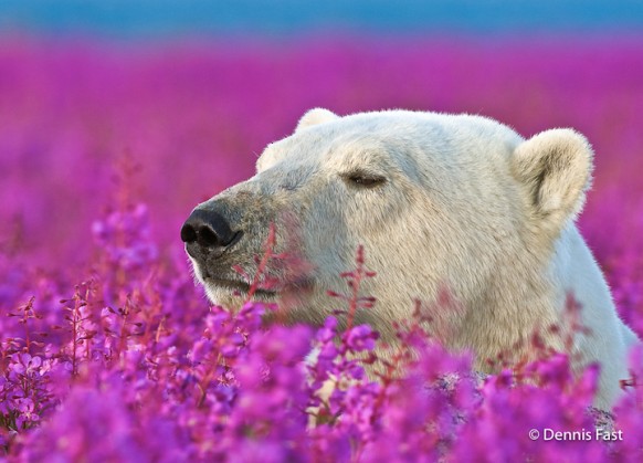 Белые медведи в бескрайних зарослях иван-чая