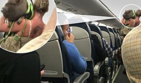 Женщина взяла на борт самолета свинью для поддержки