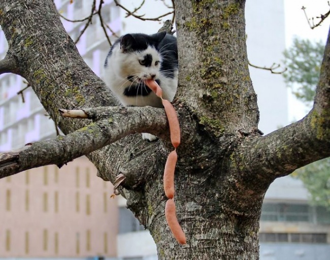 Шаловливые коты, которые пытались что-то украсть. ФОТО