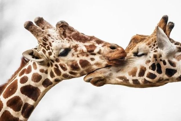 Лучшие снимки диких животных, которые демонстрируют свои эмоции на камеру. ФОТО