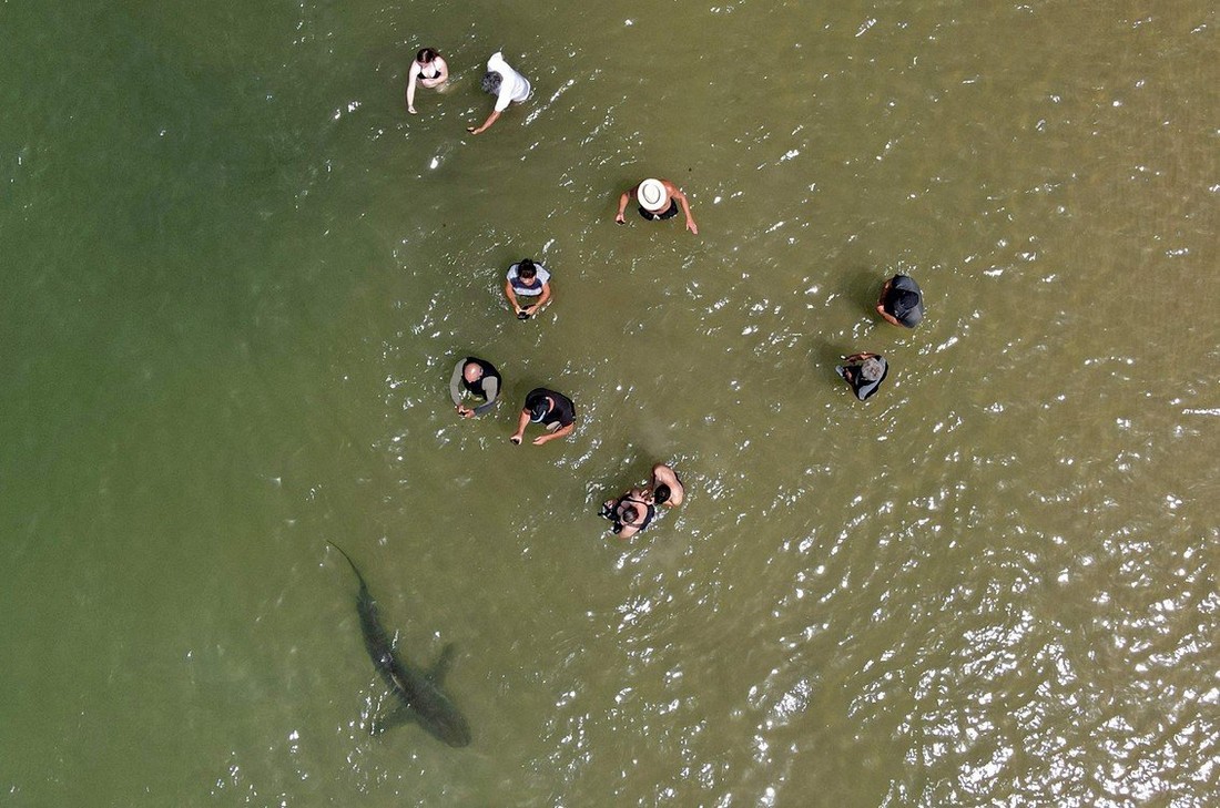 Акулы плавают рядом с отдыхающими у побережья Израиля
