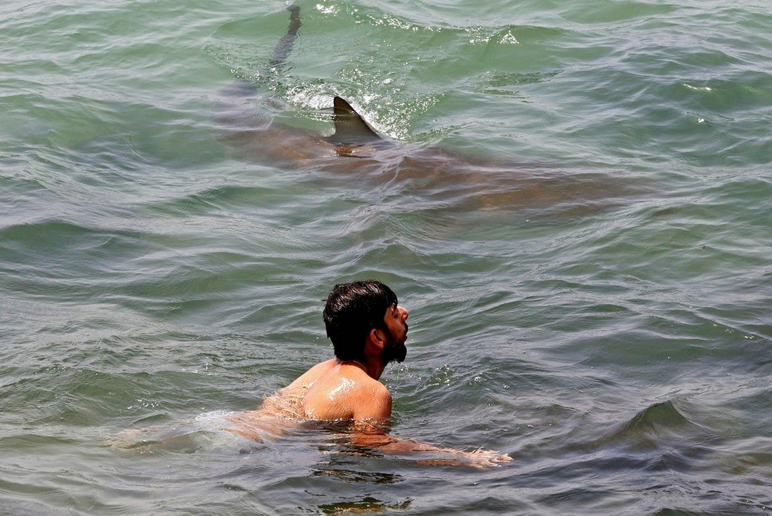 Акулы плавают рядом с отдыхающими у побережья Израиля