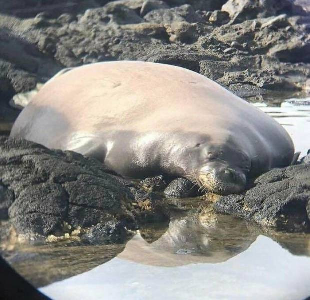 Когда размер имеет значение (25 фото)