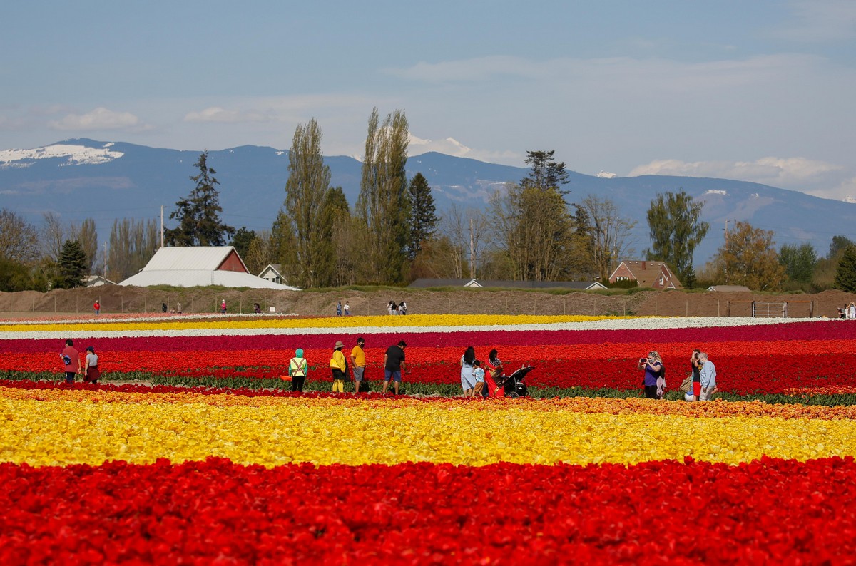 Фестиваль цветущих тюльпанов Skagit Valley Tulip Festival в Вашингтоне