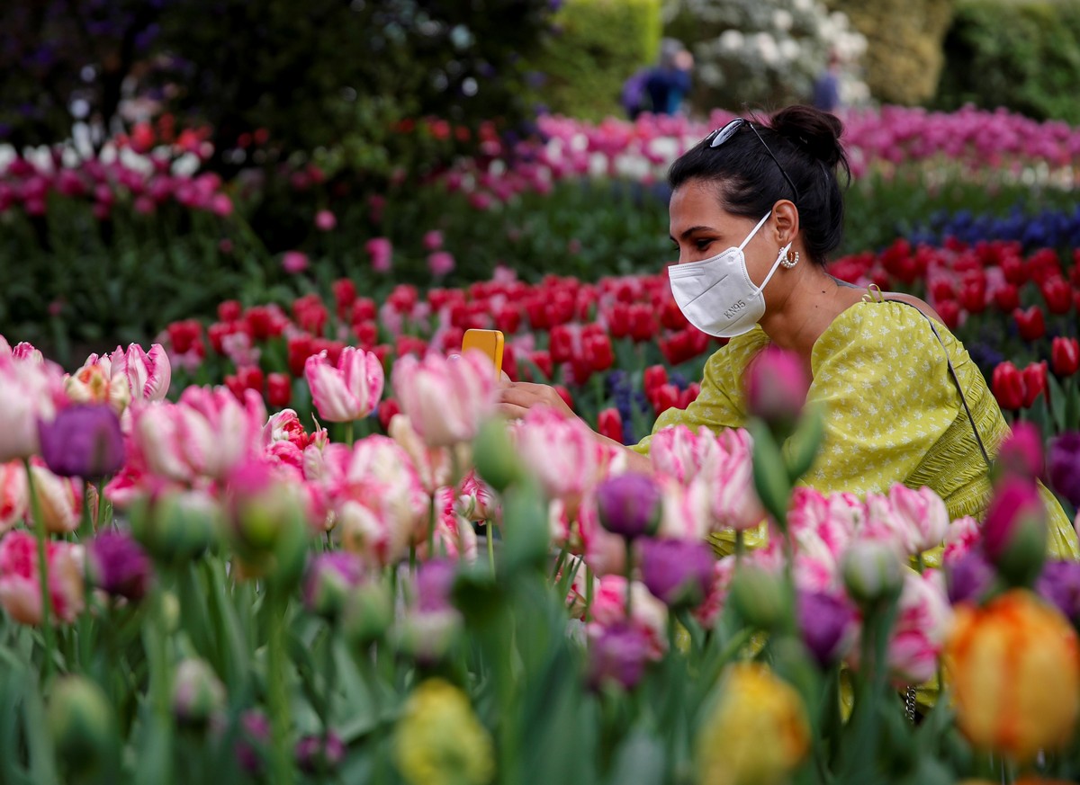 Фестиваль цветущих тюльпанов Skagit Valley Tulip Festival в Вашингтоне