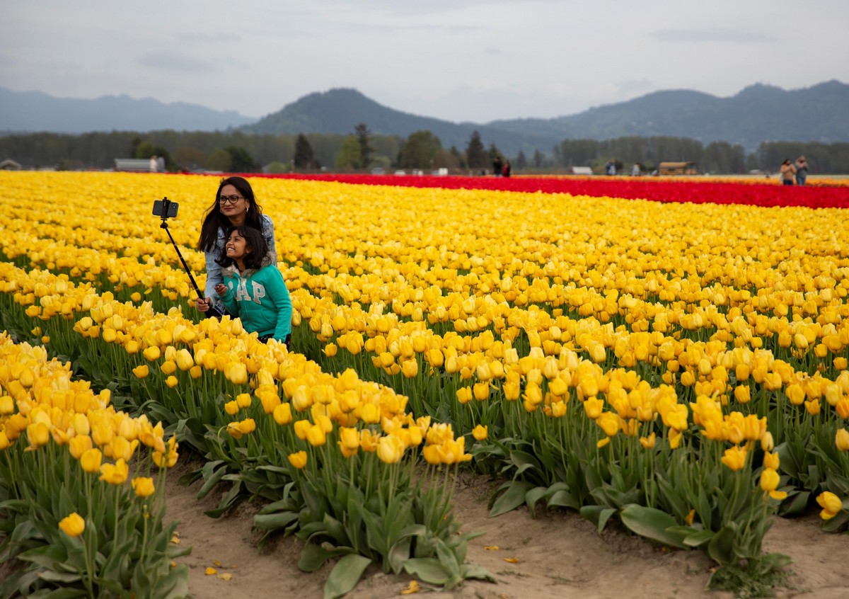 Фестиваль цветущих тюльпанов Skagit Valley Tulip Festival в Вашингтоне