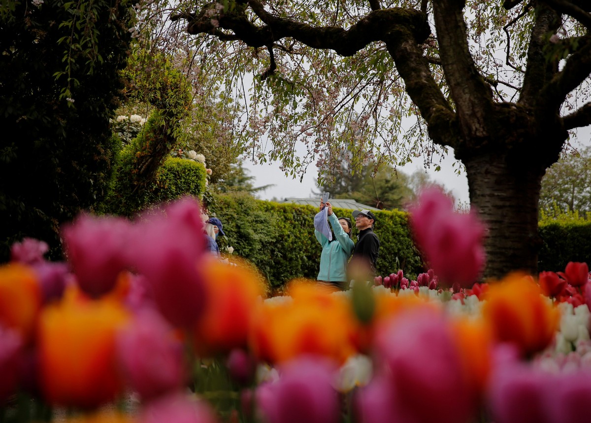 Фестиваль цветущих тюльпанов Skagit Valley Tulip Festival в Вашингтоне